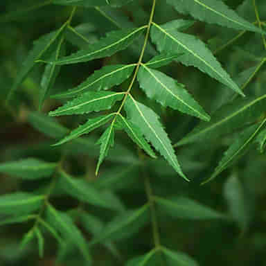 Neem