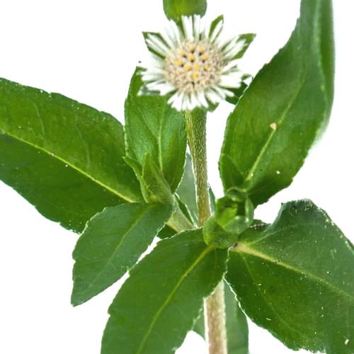 Bhringraj